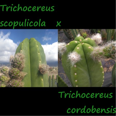 Scopulicola x Cordobensis, Hybr.