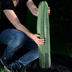 Trichocereus scopulicola, Echinopsis scopulicola 70cm