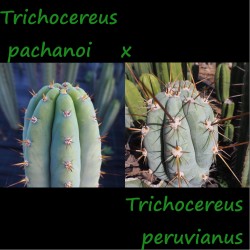 Pachanoi x Peruvianus