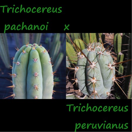 Pachanoi x Peruvianus