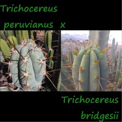 Peruvianus x Bridgesii, Hybr.