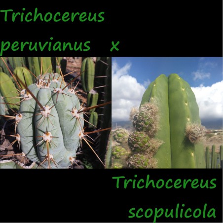 Peruvianus x Scopulicola, Hybr.