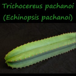 Trichocereus pachanoi, Echinopsis pachanoi,  San Pedro