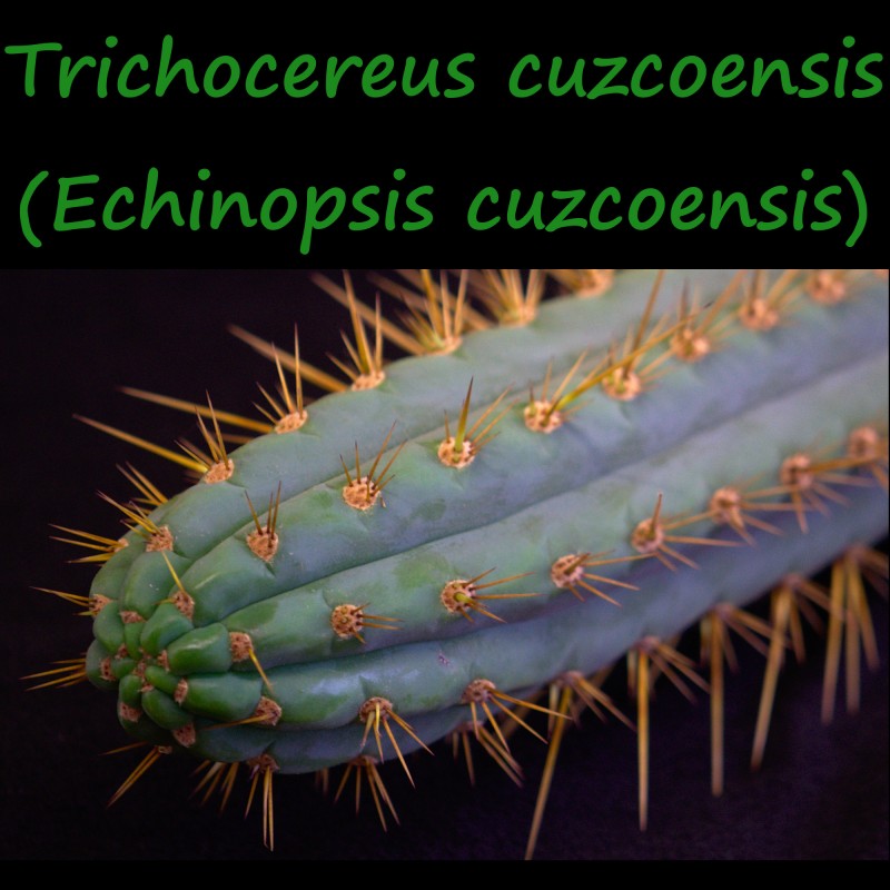 Trichocereus cuzcoensis