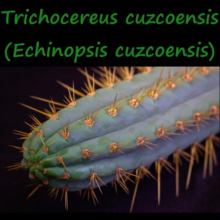 Trichocereus cuzcoensis
