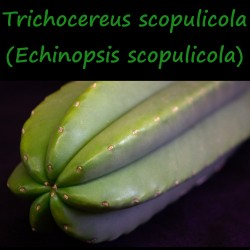 Trichocereus scopulicola, Echinopsis Scopulicola