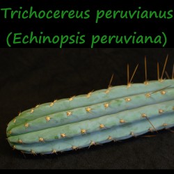 Trichocereus peruvianus, Echinopsis peruviana