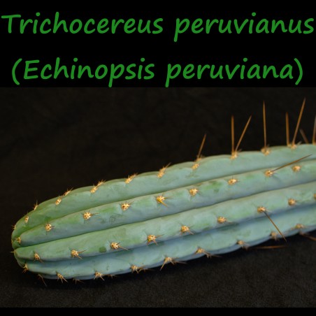 Trichocereus peruvianus, Echinopsis peruviana