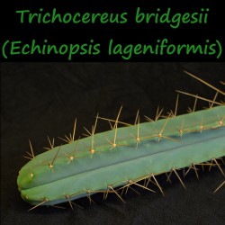 Trichocereus bridgesii, Echinopsis lageniformis, bolivian torch
