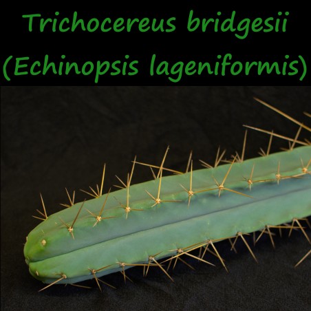Trichocereus bridgesii, Echinopsis lageniformis, bolivian torch