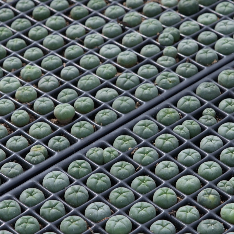 ophophora williamsii (peyote) ophophora williamsii (peyote)