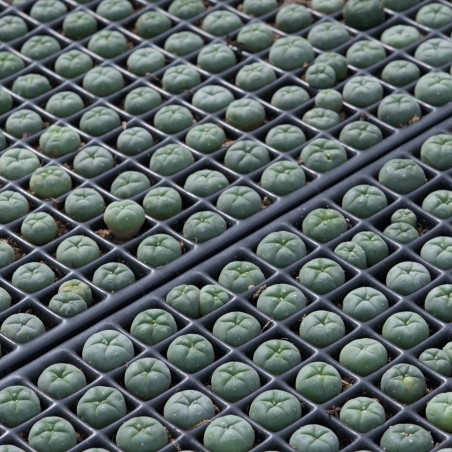 ophophora williamsii (peyote)