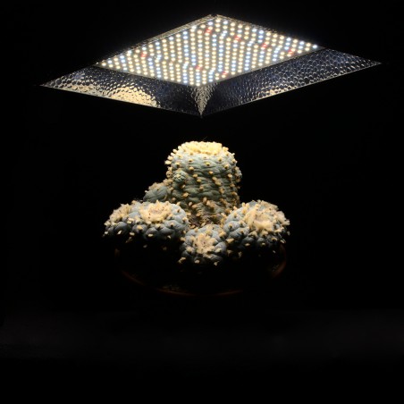 LED-Pflanzenlampe Floris GROW von Neusius Pflanzenlicht
