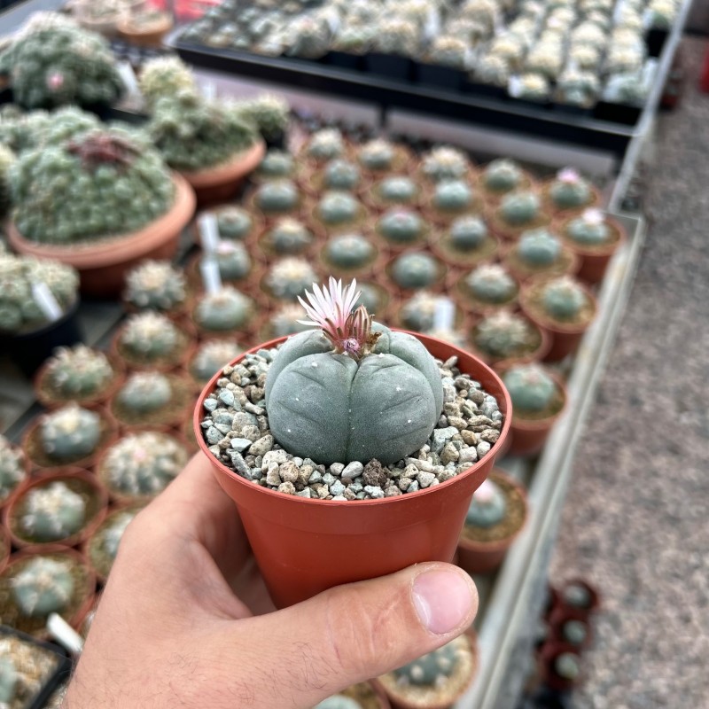 Lophophora williamsii Lophophora williamsii
