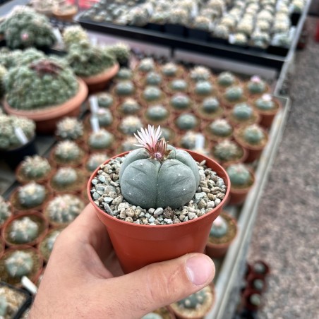 Lophophora williamsii