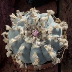 Lophophora Foto Nr. B1 Fotograf Alexander Neusius