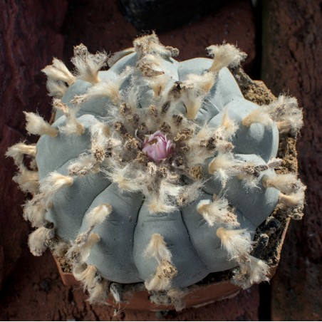 Lophophora Foto Nr. B1 Fotograf Alexander Neusius