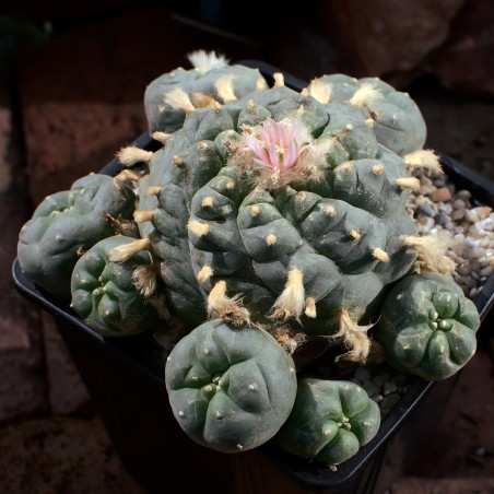Lophophora Foto Nr. H2 Fotograf Alexander Neusius