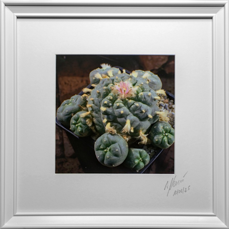 Lophophora Foto Nr. H2 Fotograf Alexander Neusius Lophophora Foto Nr. H2 Fotograf Alexander Neusius