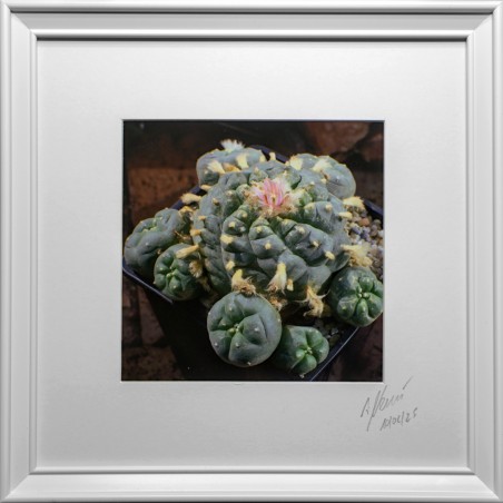Lophophora Foto Nr. H2 Fotograf Alexander Neusius