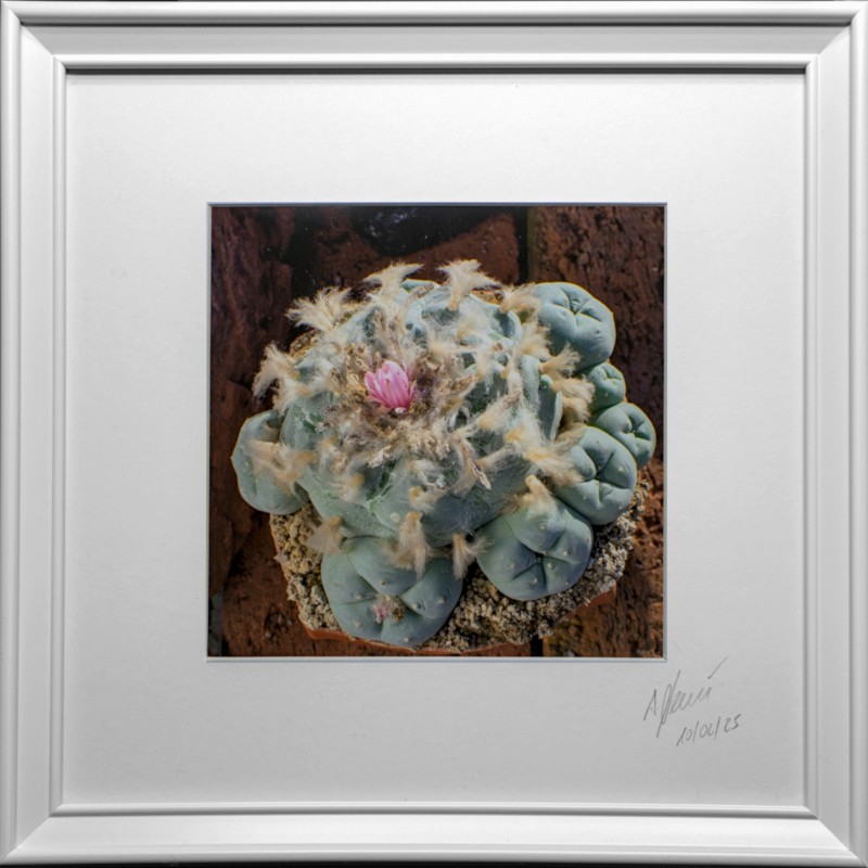Lophophora Foto Nr. B2 Fotograf Alexander Neusius Lophophora Foto Nr. B2 Fotograf Alexander Neusius