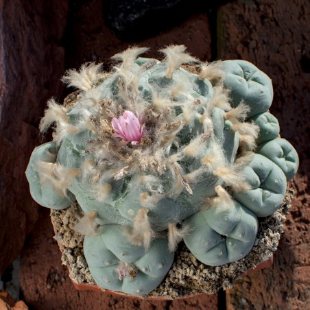 Lophophora Foto Nr. B2 Fotograf Alexander Neusius