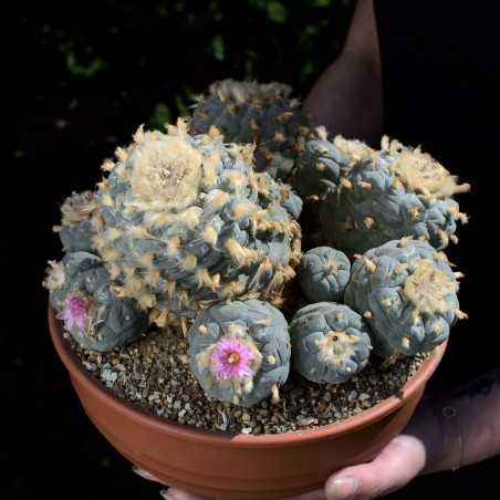Lophophora Foto Nr. D1 Fotograf Alexander Neusius
