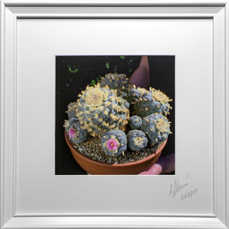 Lophophora Foto Nr. D1 Fotograf Alexander Neusius Lophophora Foto Nr. D1 Fotograf Alexander Neusius