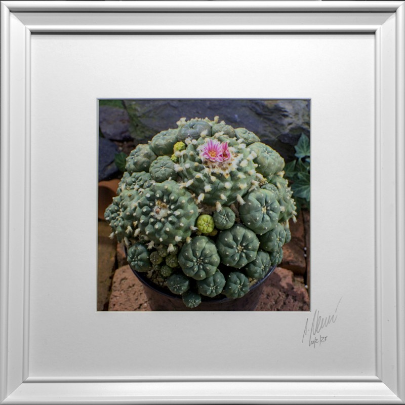 Lophophora Foto Nr. H1 Fotograf Alexander Neusius Lophophora Foto Nr. H1 Fotograf Alexander Neusius