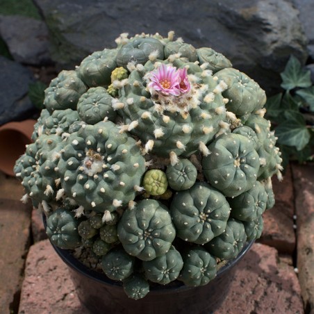Lophophora Foto Nr. H1 Fotograf Alexander Neusius