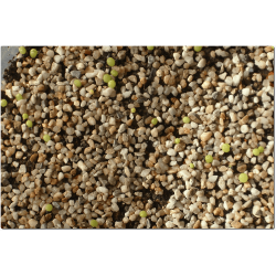 Lophophora williamsii Aussaat-Set, ab 30 Korn