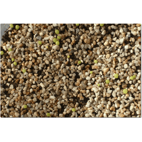 Lophophora williamsii Aussaat-Set, ab 30 Korn