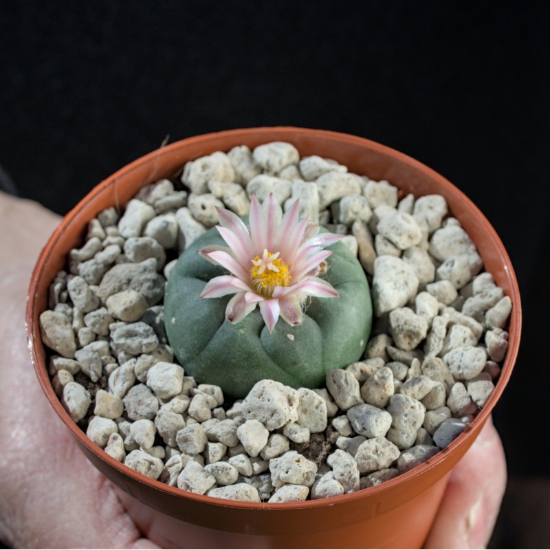 Lophophora Koehresii Lophophora Koehresii