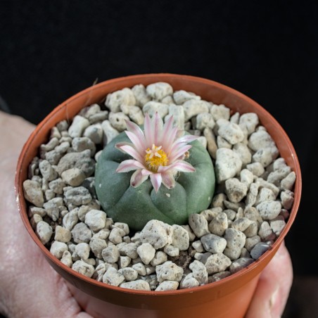 Lophophora Koehresii