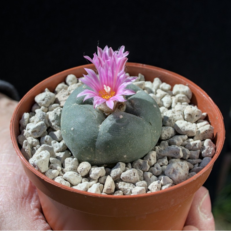 Lophophora Fricii Lophophora Fricii