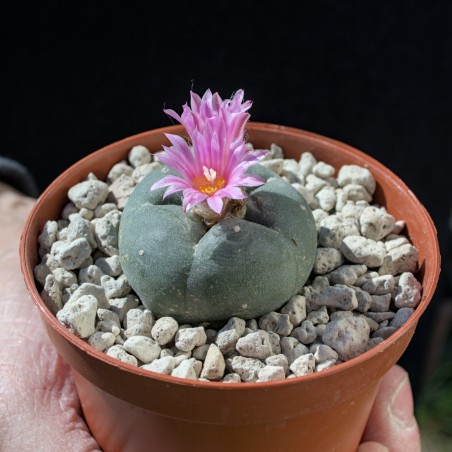 Lophophora Fricii