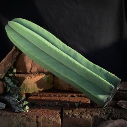 Trichocereus scopulicola 50cm