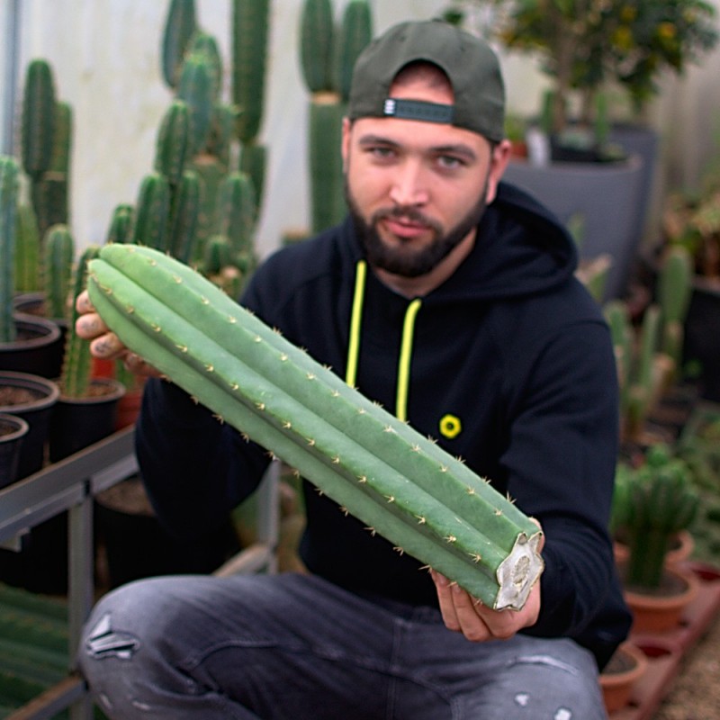 Trichocereus pachanoi, Kopfsteckling