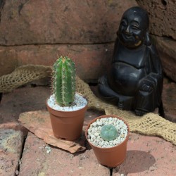 Peyote 2cm + Peruvianus 5cm
