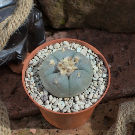 Lophophora williamsii peyote