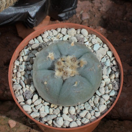Lophophora williamsii peyote