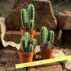 Set aus 10 jungen Trichocereus bridgesii (Bolivian Torch) Kakteen in drei Töpfen, bereit zur Weiterkultur.
