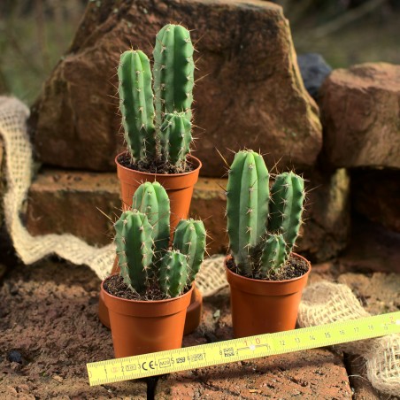 Set aus 10 jungen Trichocereus bridgesii (Bolivian Torch) Kakteen in drei Töpfen, bereit zur Weiterkultur.