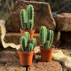 Set aus 10 jungen Trichocereus bridgesii (Bolivian Torch) Kakteen in drei Töpfen, bereit zur Weiterkultur.