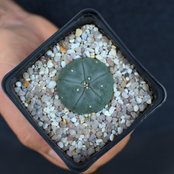 Peyote v. Pentagona