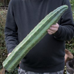 San Pedro Steckling 50cm B-Ware