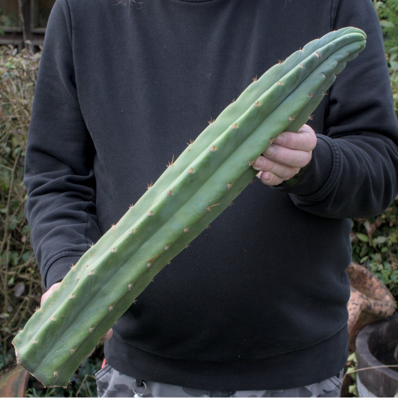 San Pedro Steckling 50cm B-Ware