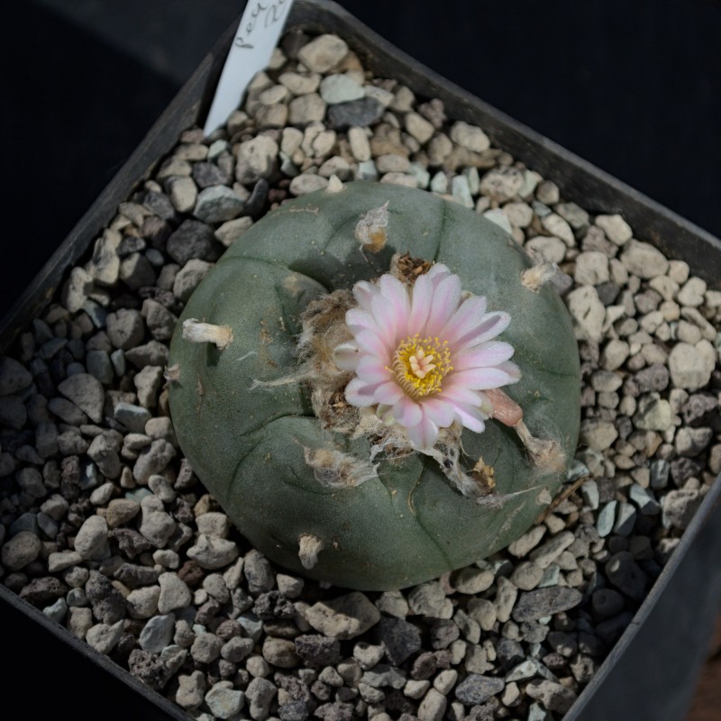 Einzelstück eines Lophophora williamsii Kaktus mit Genetik aus Zacatecas. Einzelstück eines Lophophora williamsii Kaktus mit Genetik aus Zacatecas.