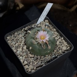 Einzelstück eines Lophophora williamsii Kaktus mit Genetik aus Zacatecas.