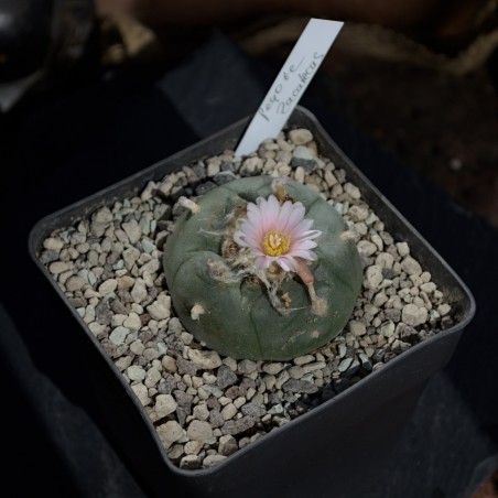 Einzelstück eines Lophophora williamsii Kaktus mit Genetik aus Zacatecas.
